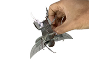 DIY 3D Insect Model ปริศนาโลหะสำหรับผู้ใหญ่ Stain Steel Material